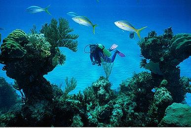 报告称宝可梦公司正在进行侵权调查 但并非针对《幻兽帕鲁》